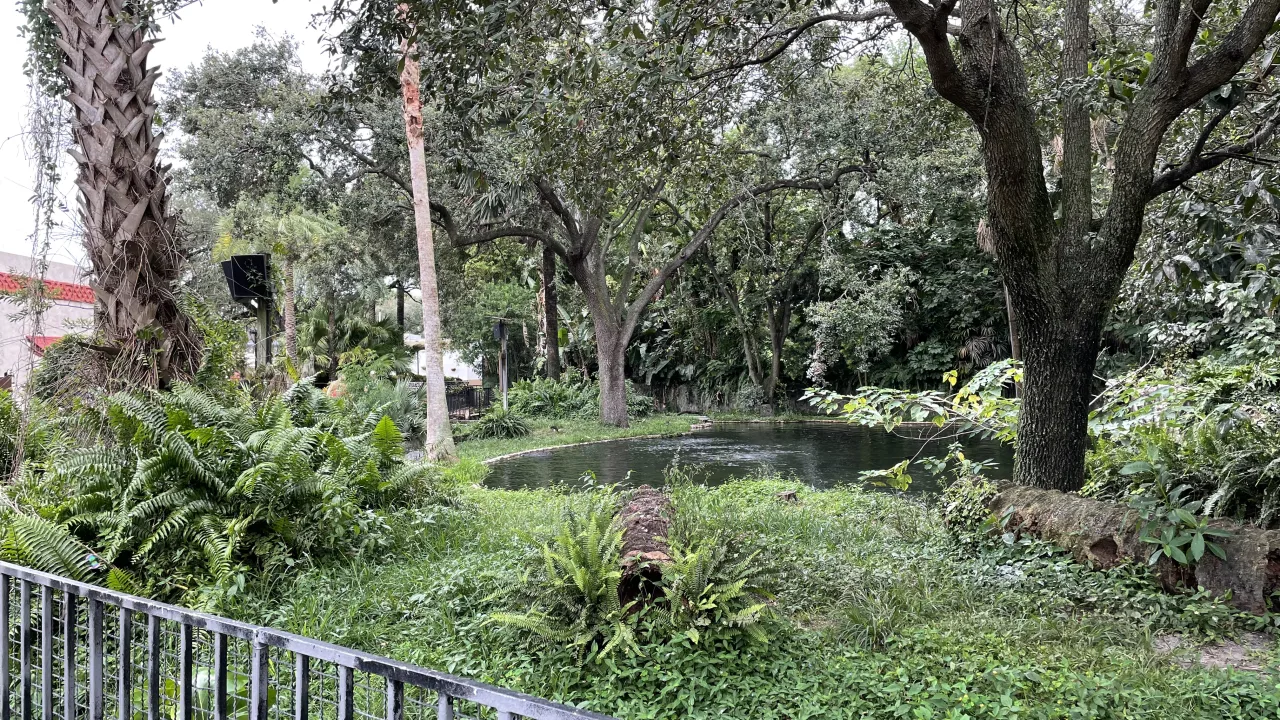 Keeper Talk: Alligators