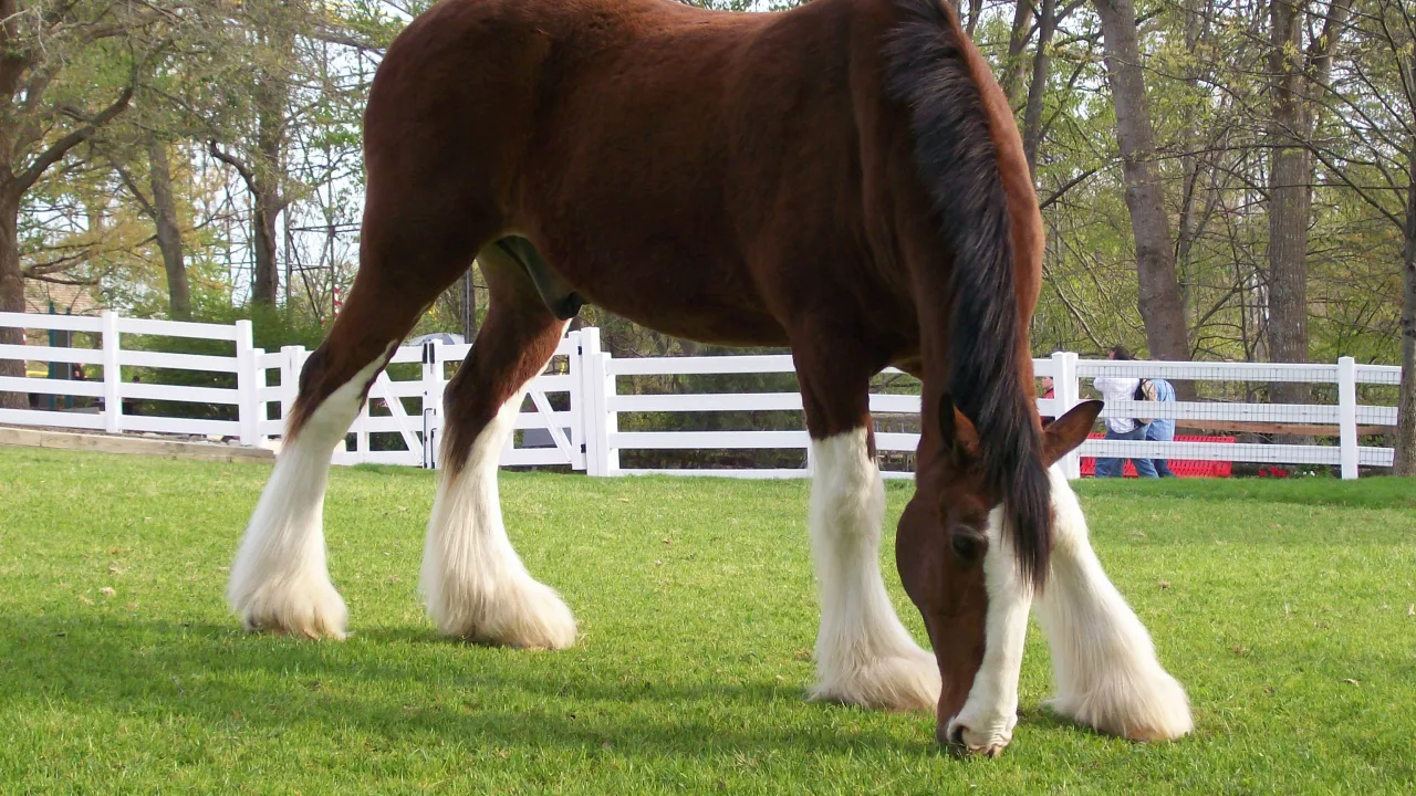 Clydesdale Trainer Talks at Highland Stables