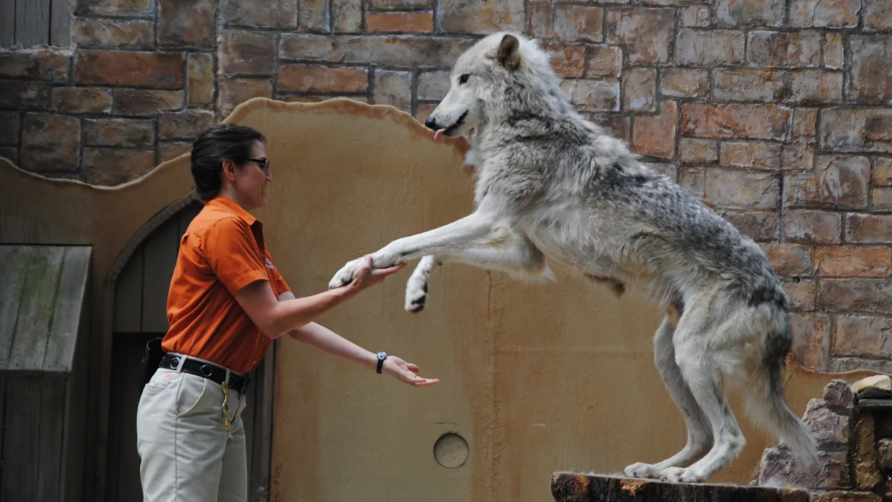 Wolf Trainer Talks at Wolf Stadium