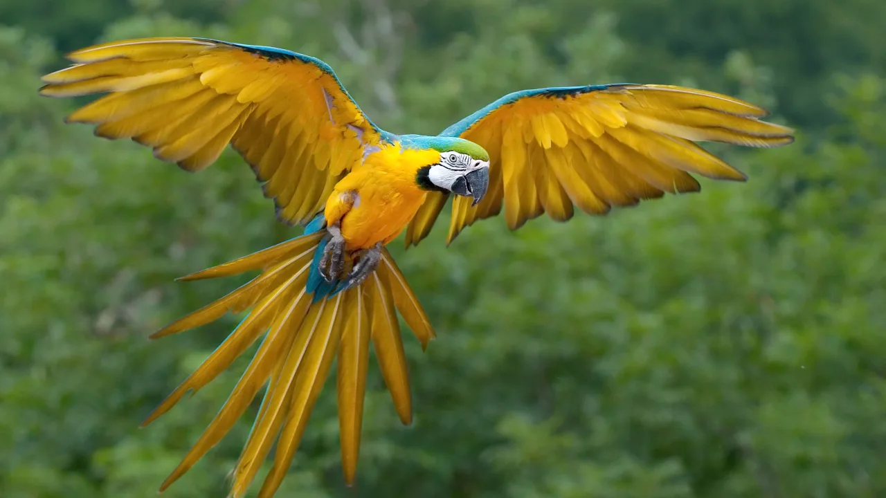 Animal Encounters: Winged Encounters – The Kingdom Takes Flight