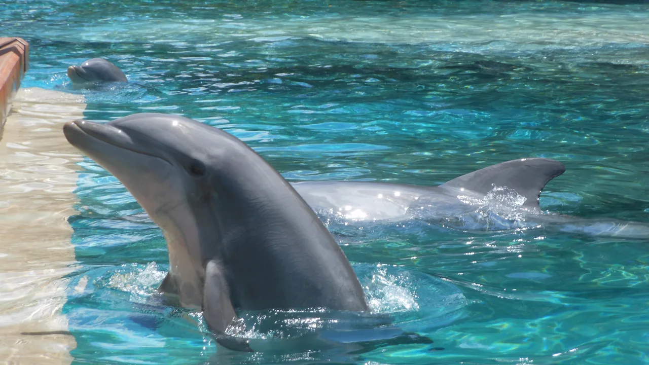 Keeper Talk at Dolphin Cove
