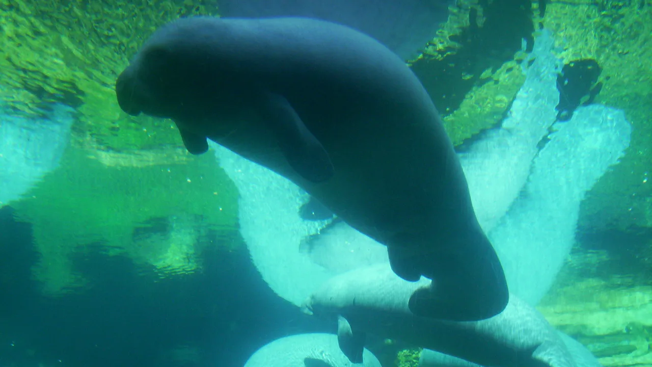 Keeper Talk at Manatee Rescue