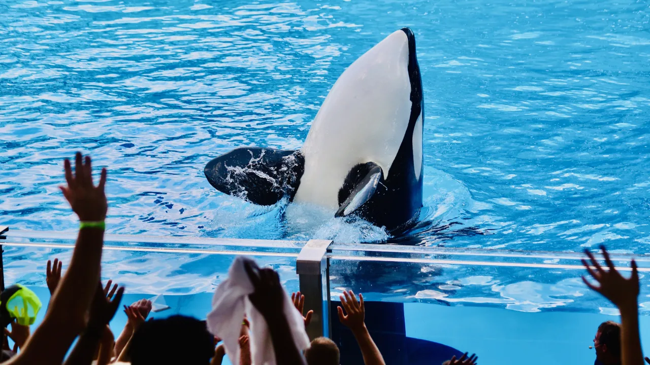 Orca Encounter - Located in Orca Stadium