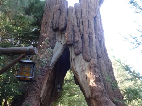 Photo 2 of Redwood Creek Challenge Trail