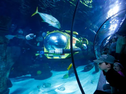 Zdjęcie 2 autorstwa Atlantis by SEA LIFE™
