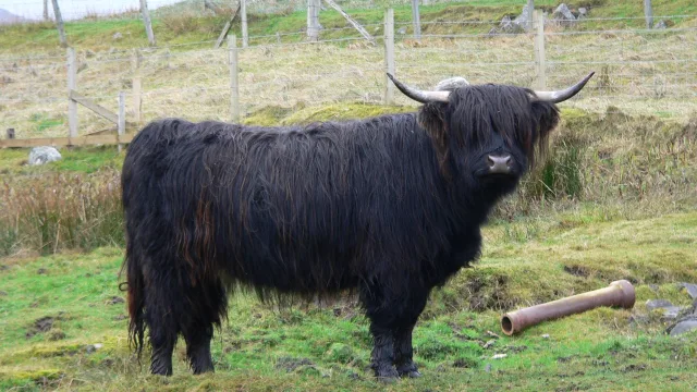 Animals of the Scottish Highlands