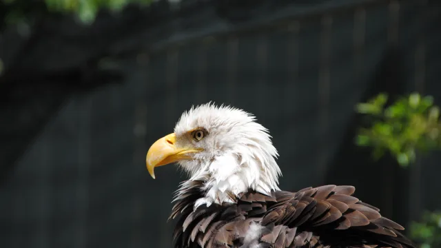 Birds of Prey Trainer Talks at Eagle Ridge