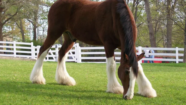 Clydesdale Trainer Talks at Highland Stables