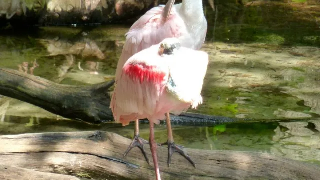 The Oasis Exhibits