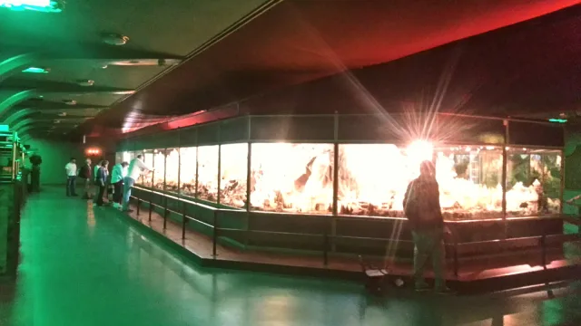 Diorama