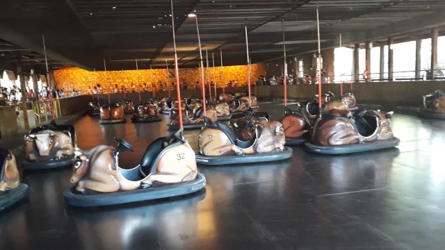 Wild Buffalos