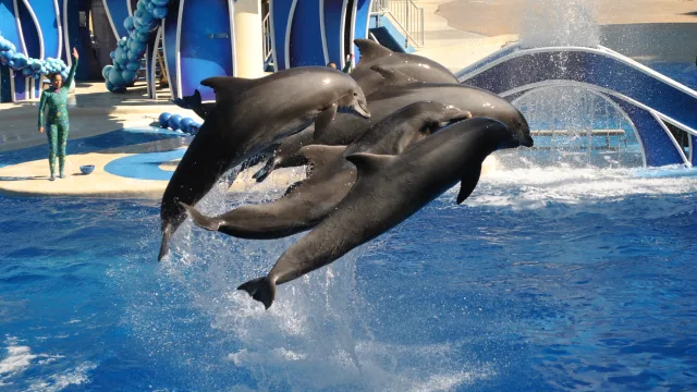 Dolphin Adventures - Located in Dolphin Stadium