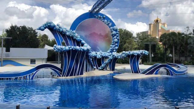 Dolphins: Touch the Sky