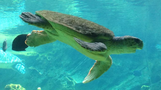 Keeper Talk at Turtle Rescue